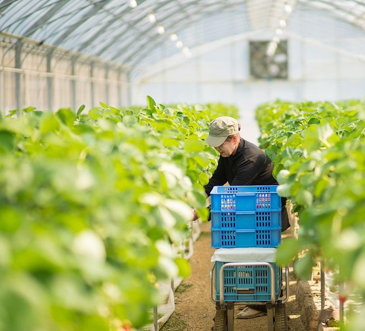 物聯網將如何重塑農業？